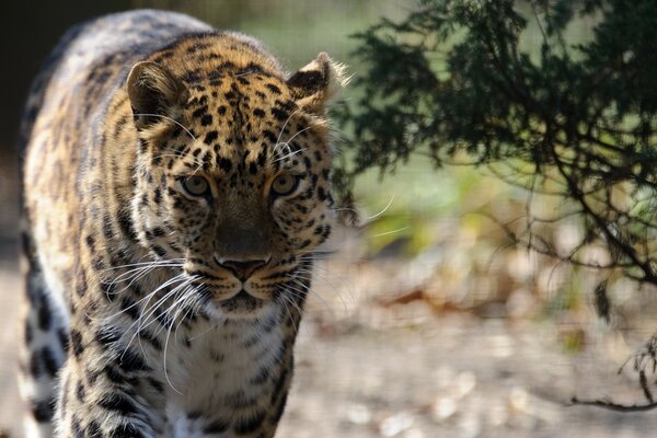 Wild leopard in the spring savanna