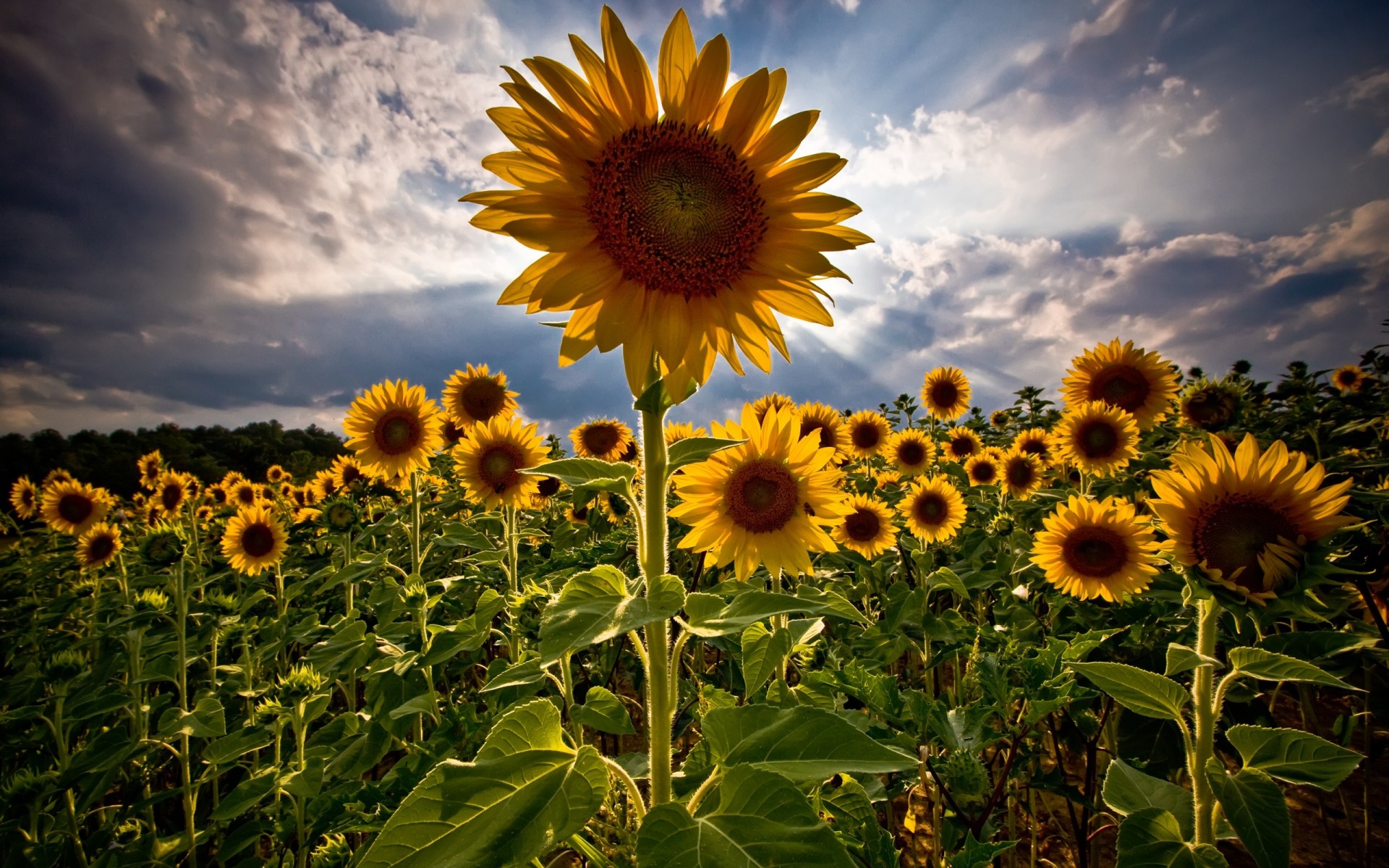 the field sunflowers summer