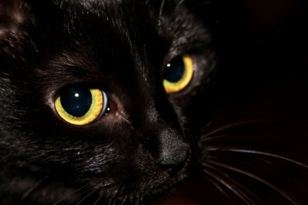 The black cat s gaze is mesmerizing