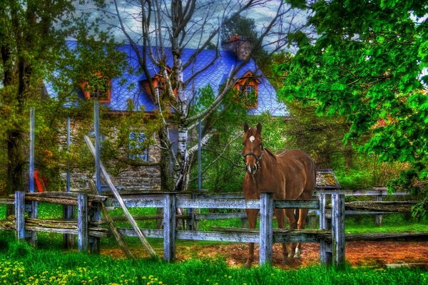 A horse behind a fence in the grass