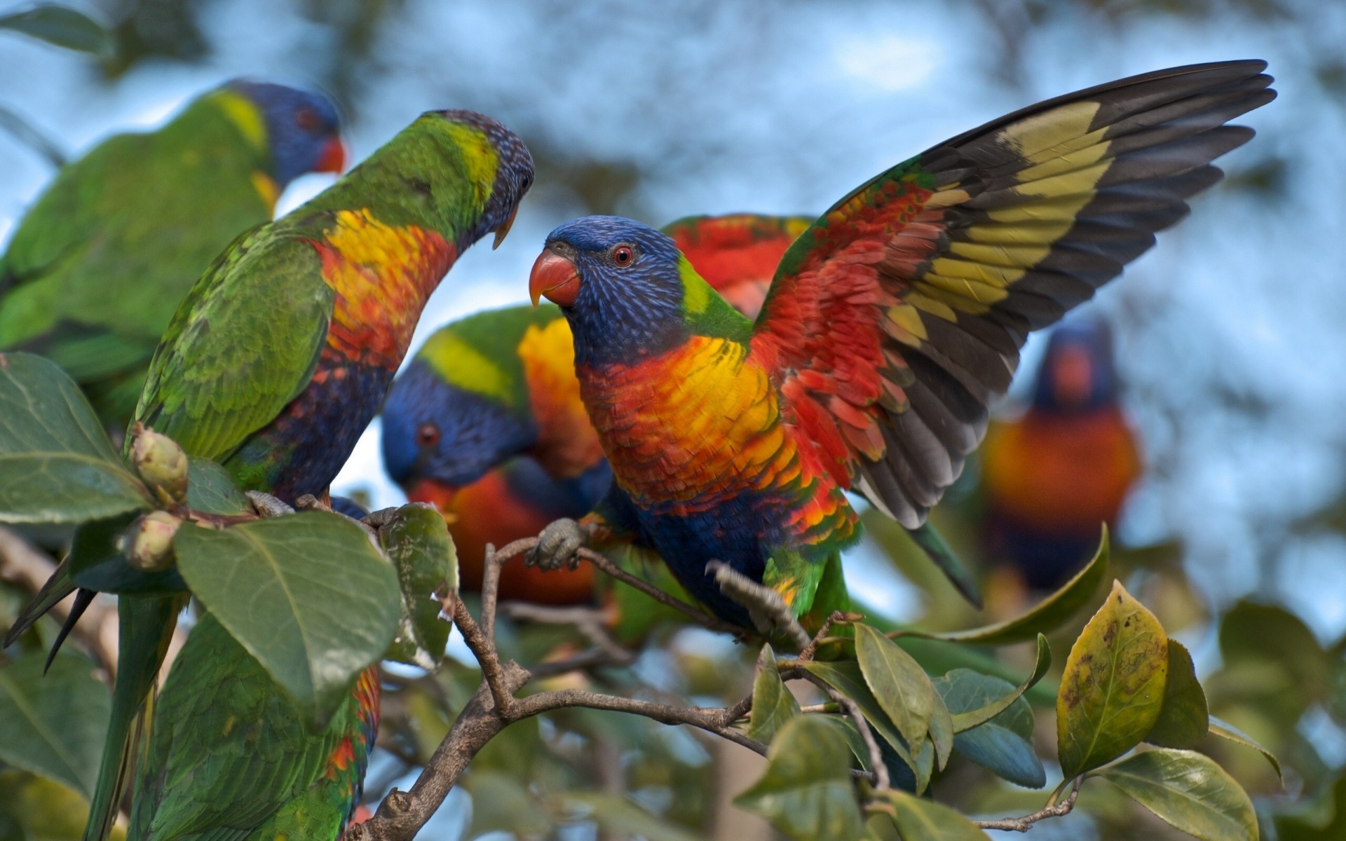 rainbow lorikeet branch parrot