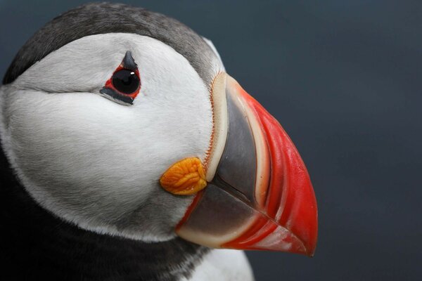 Atlantic Puffin is an unusually beautiful bird