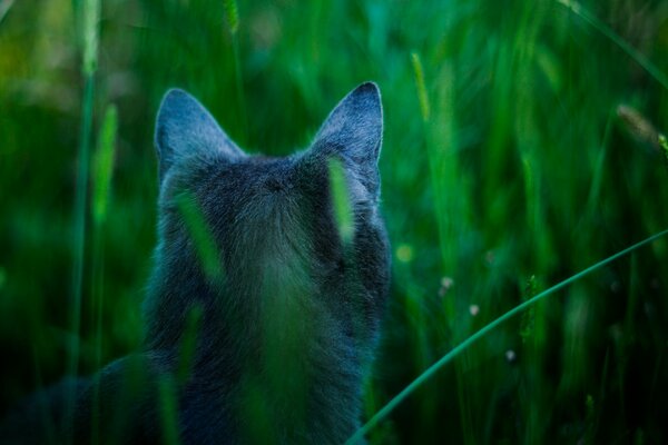 Rear view of a cat in the grass