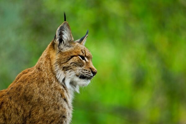 Photo of a wildcat lynx in profile