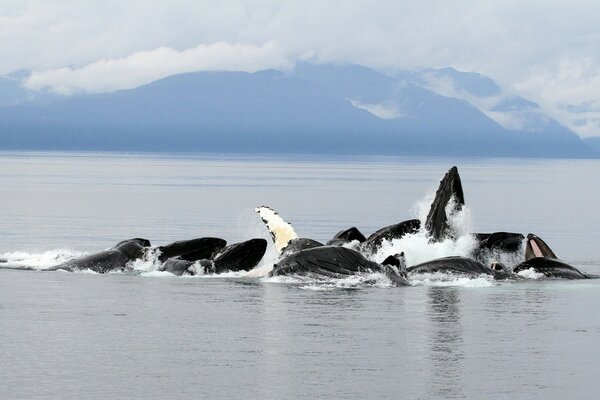 Whales in the ocean against the backdrop of the mountains of Alaska