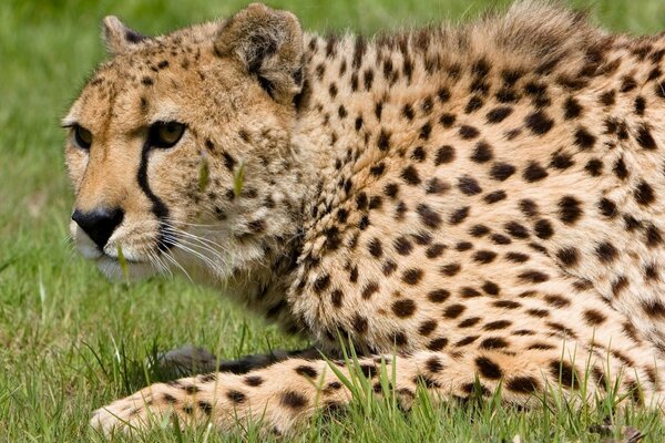 Spotted cheetah lying on the grass