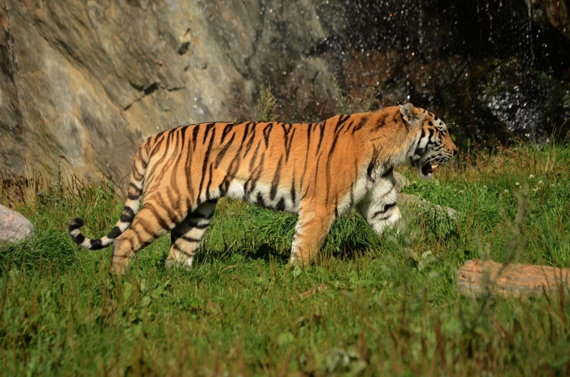wild cat tiger