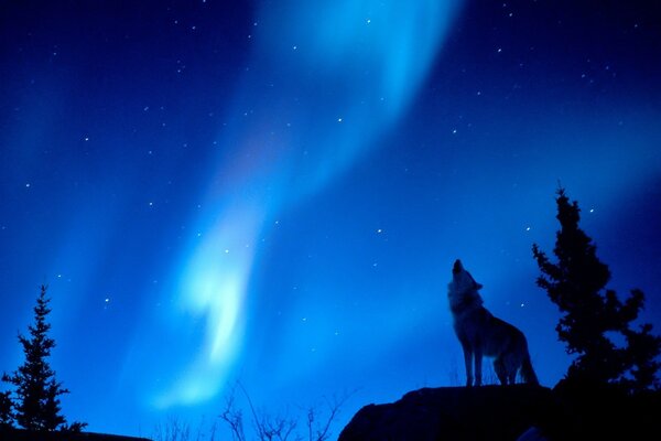 A wolf howls at the blue northern lights in the forest