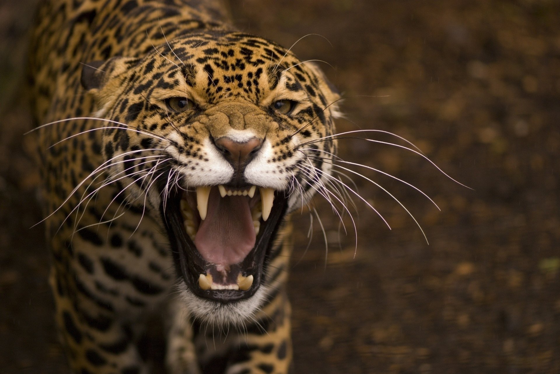 grin wild cat predator mouth jaguar macro mustache