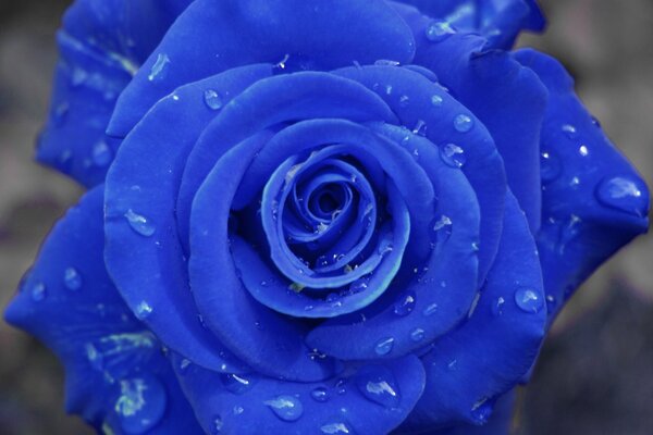 Dew drops on a blue rose