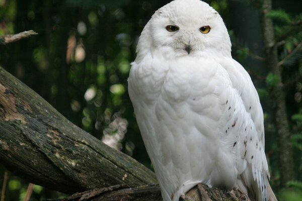 A snowy owl sits on a big bitch