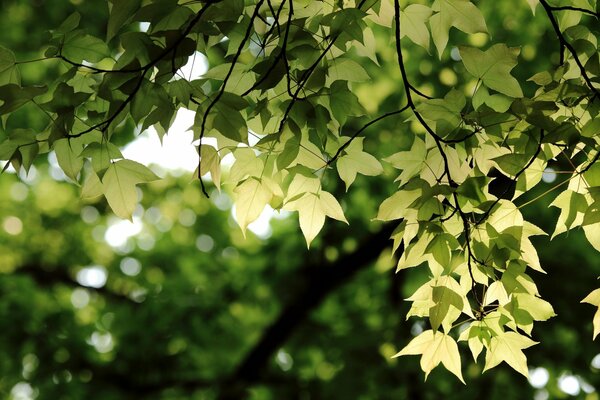 Green leaves hanging on a branch