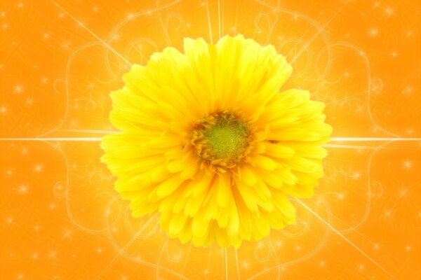 Yellow flower on orange background
