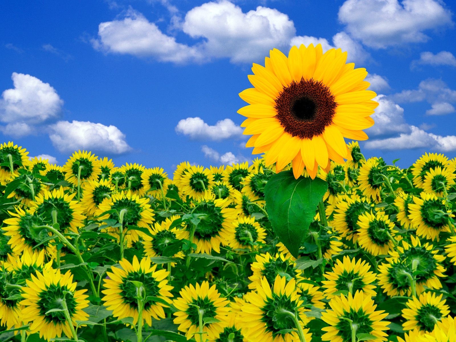 ky flower sunflower