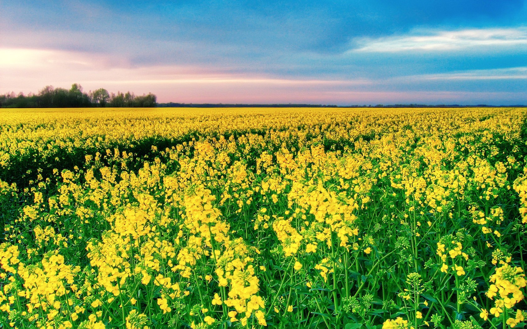 the field yellow