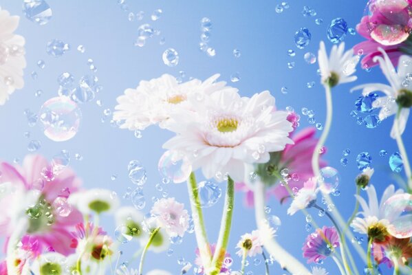 Morning dew drops falling on delicate flowers