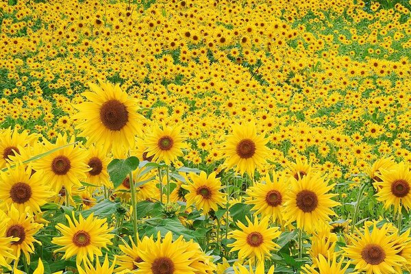 A field of sunflowers on a summer day