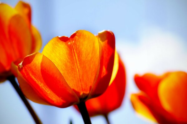 Tulips pulling their heads towards the sun