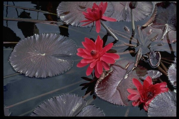 Beautiful flowers on the surface of the water