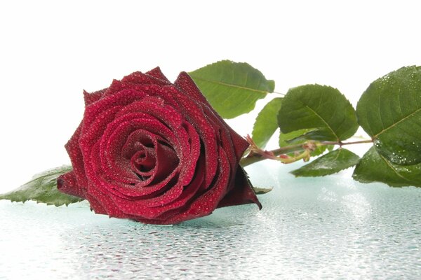 A burgundy rose lies in the dew
