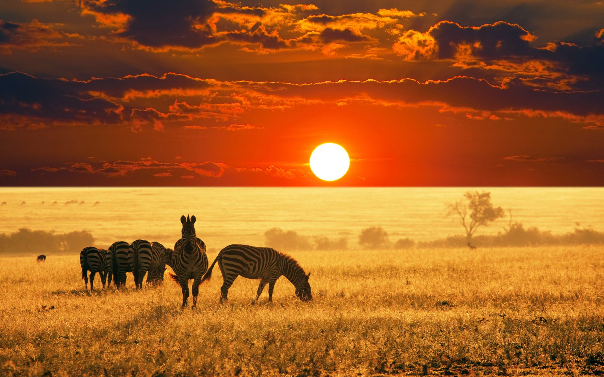 plain horizon sky clouds sun scarlet sunset steps zebra gra