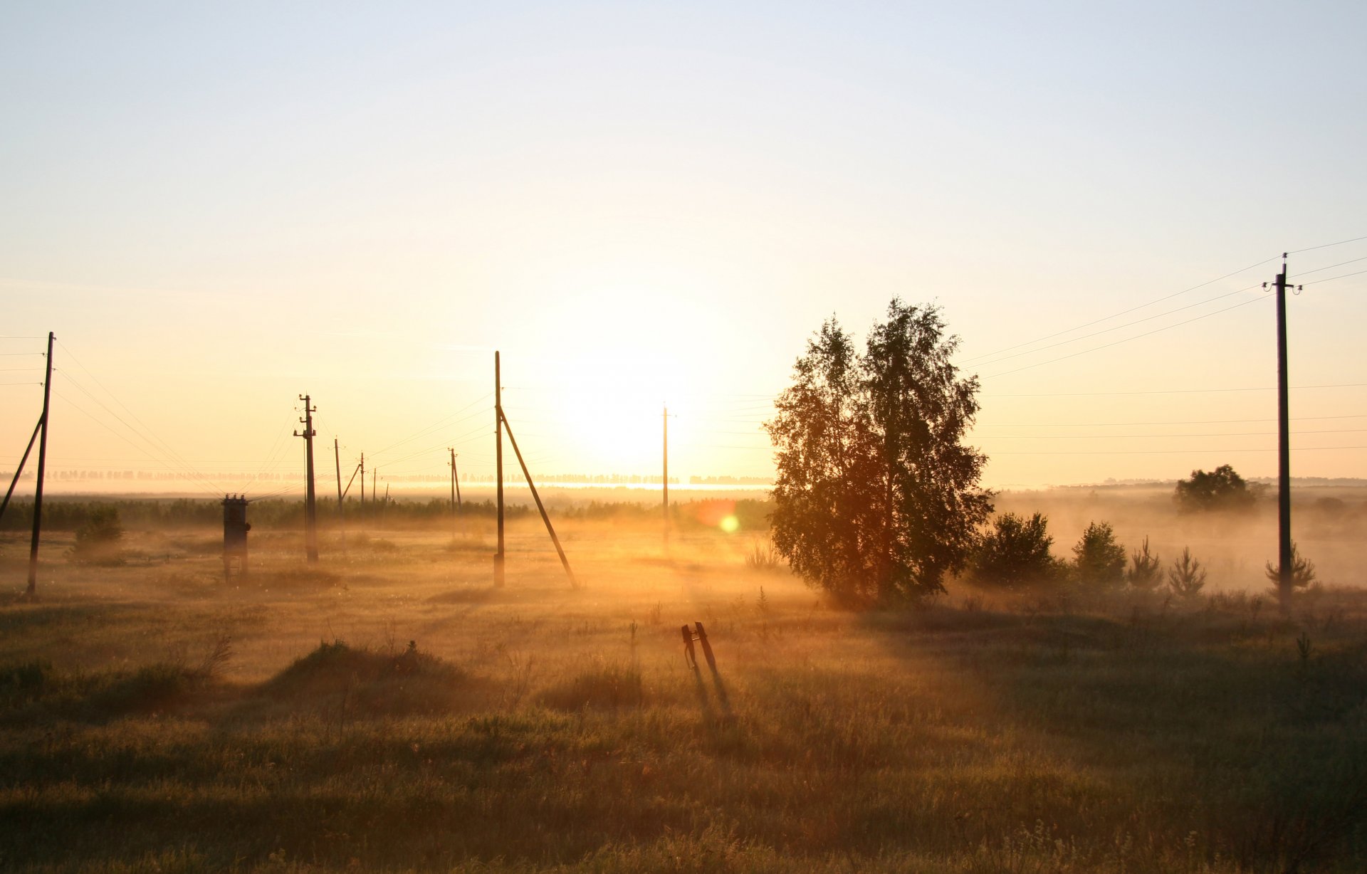 nature fog dawn morning the field russia tree