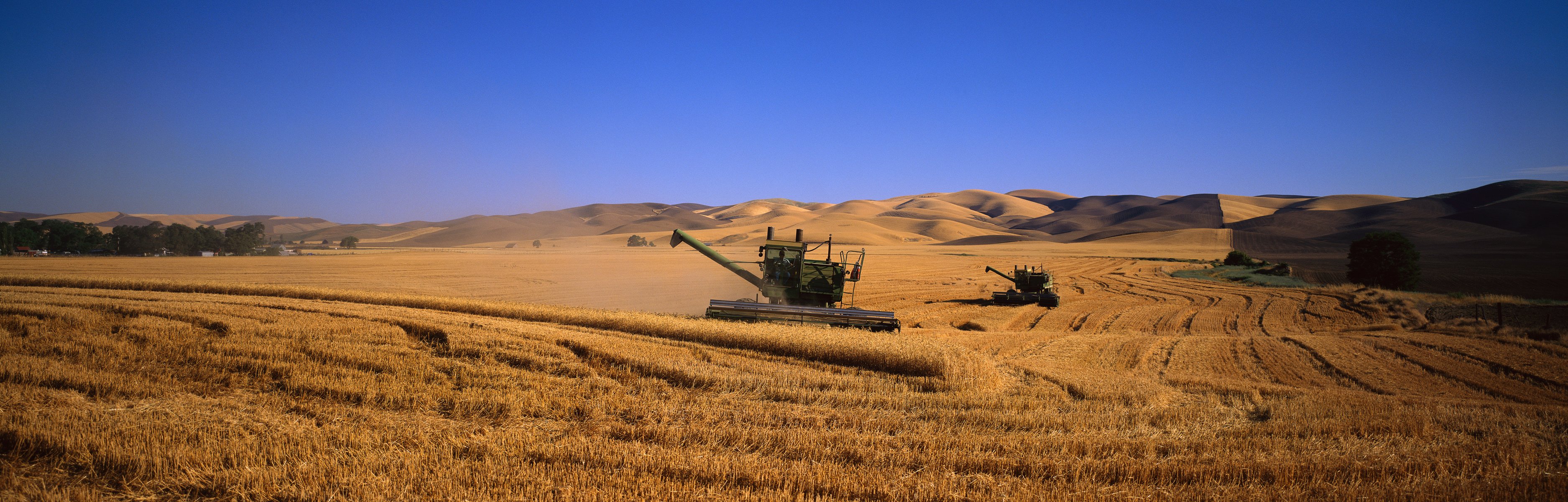 the field kombain wheat