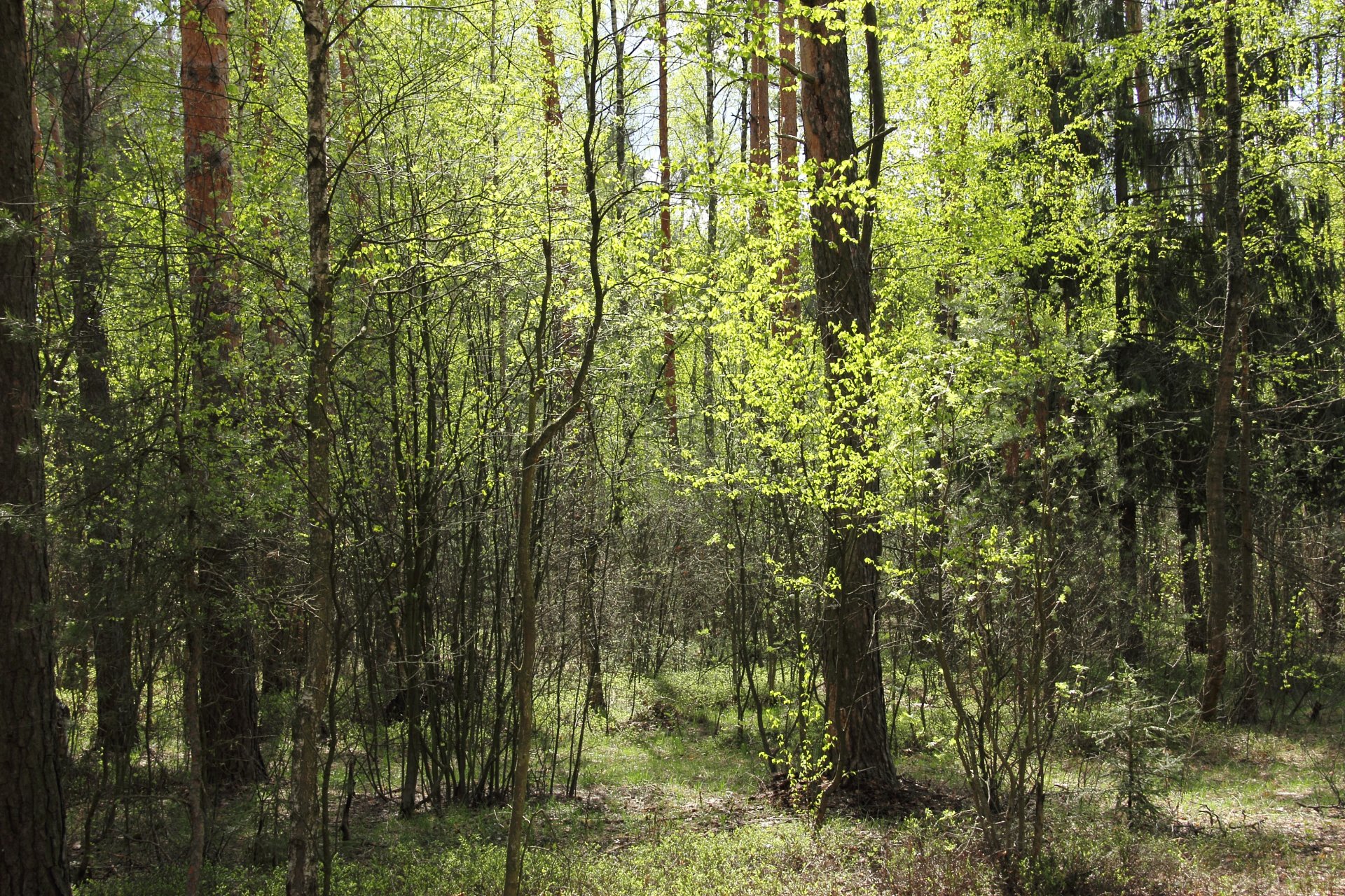 forest spring trees edge sunny bright early spring green greenery nature joyfully