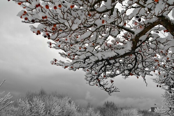 The tree is completely covered in snow with red fruits