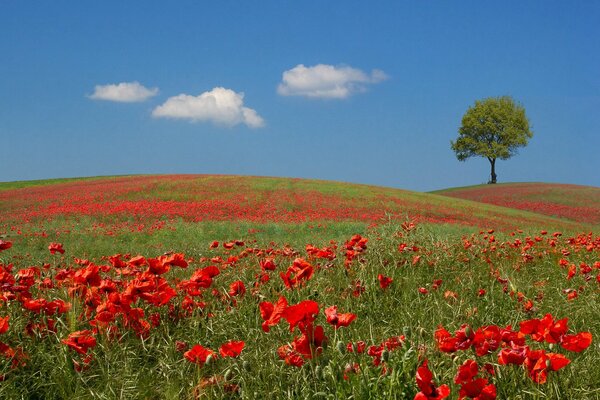 Red poppies and blue sky