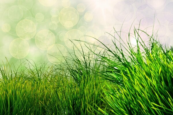The green grass is swayed by the wind