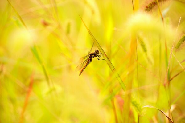 Dragonfly on the grass in the field