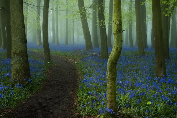 Forest road on a background of blue flowers