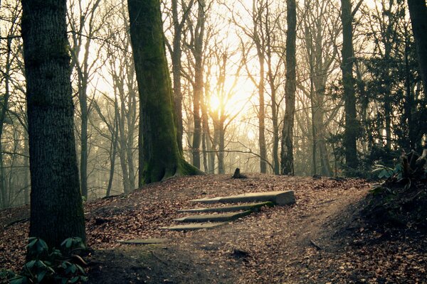 The sun peeking through the trees in the forest