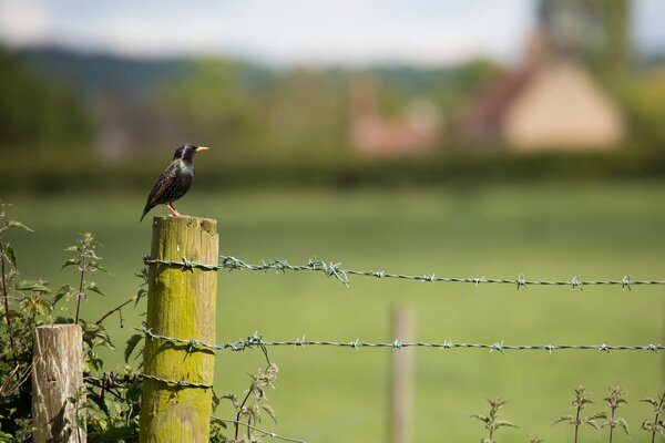 Starling sitting on a pole macro shooting