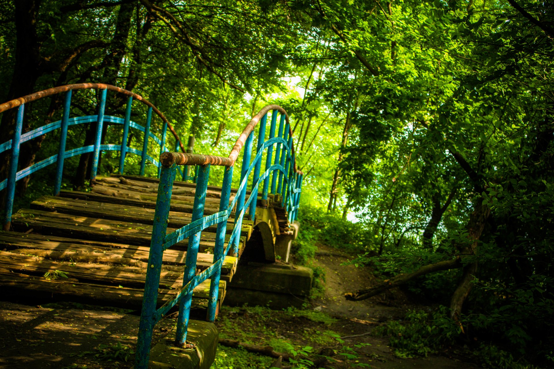 bridge nature forest