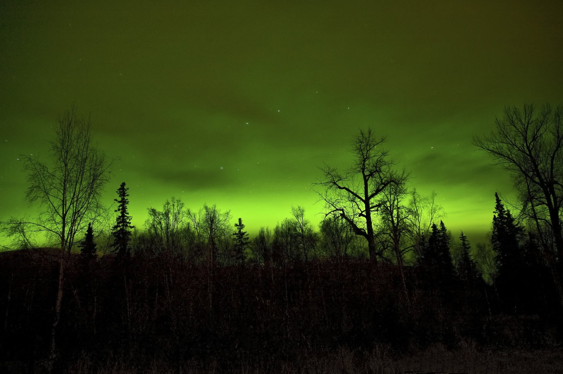 night sky clouds star tree forest