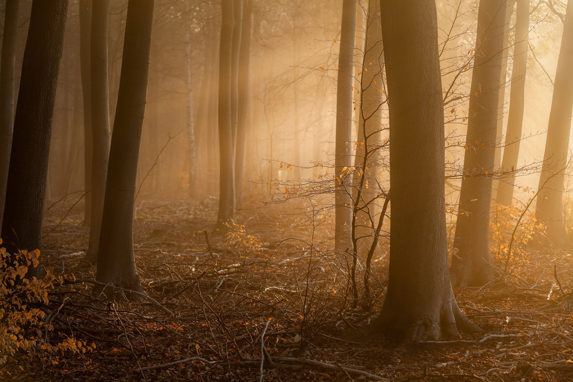 approach forest morning fog