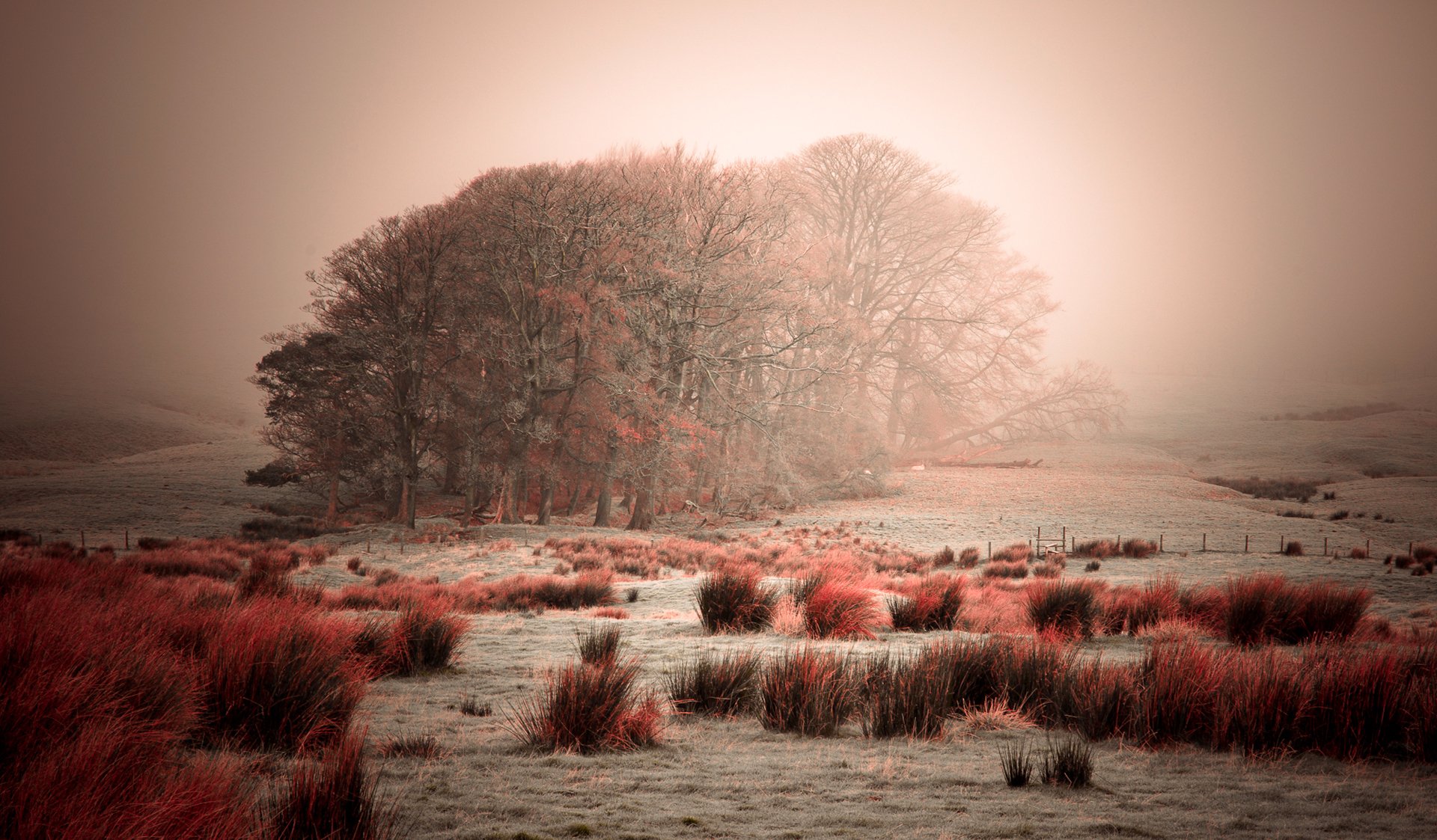 ky fog tree frost grass bush