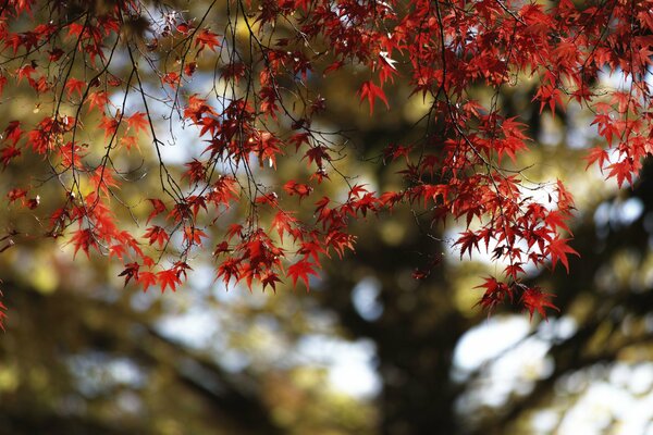 Maple crimson pleases with brightness