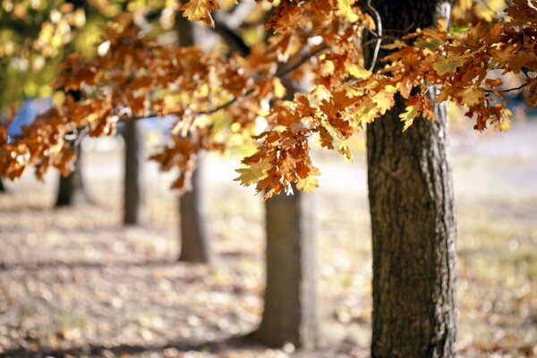 Oak alley with autumn leaves