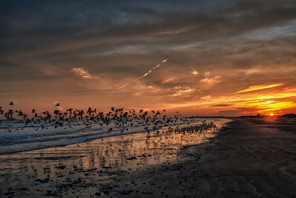 Sunset in California with seagulls and a beach