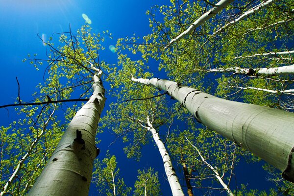 Tree crowns against the blue sky