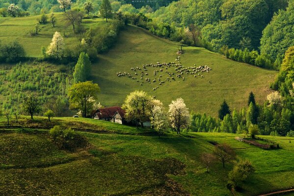 Pasture in the early morning near the forest