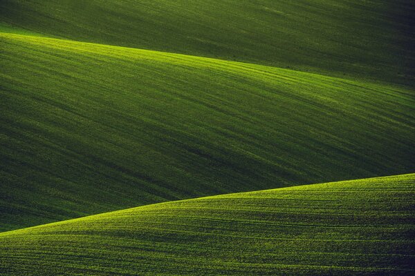 Green fields of virgin nature