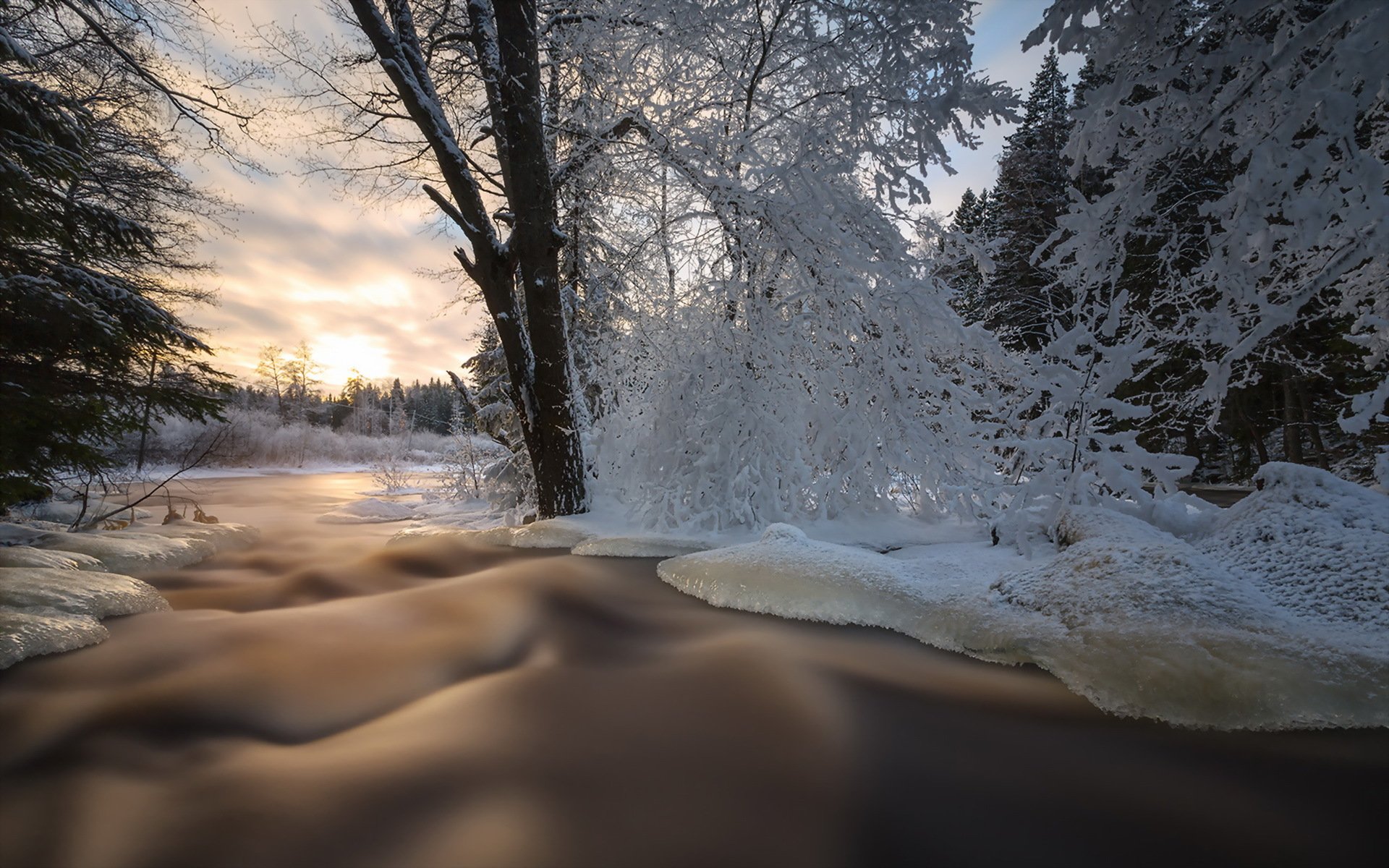 pring forest nature