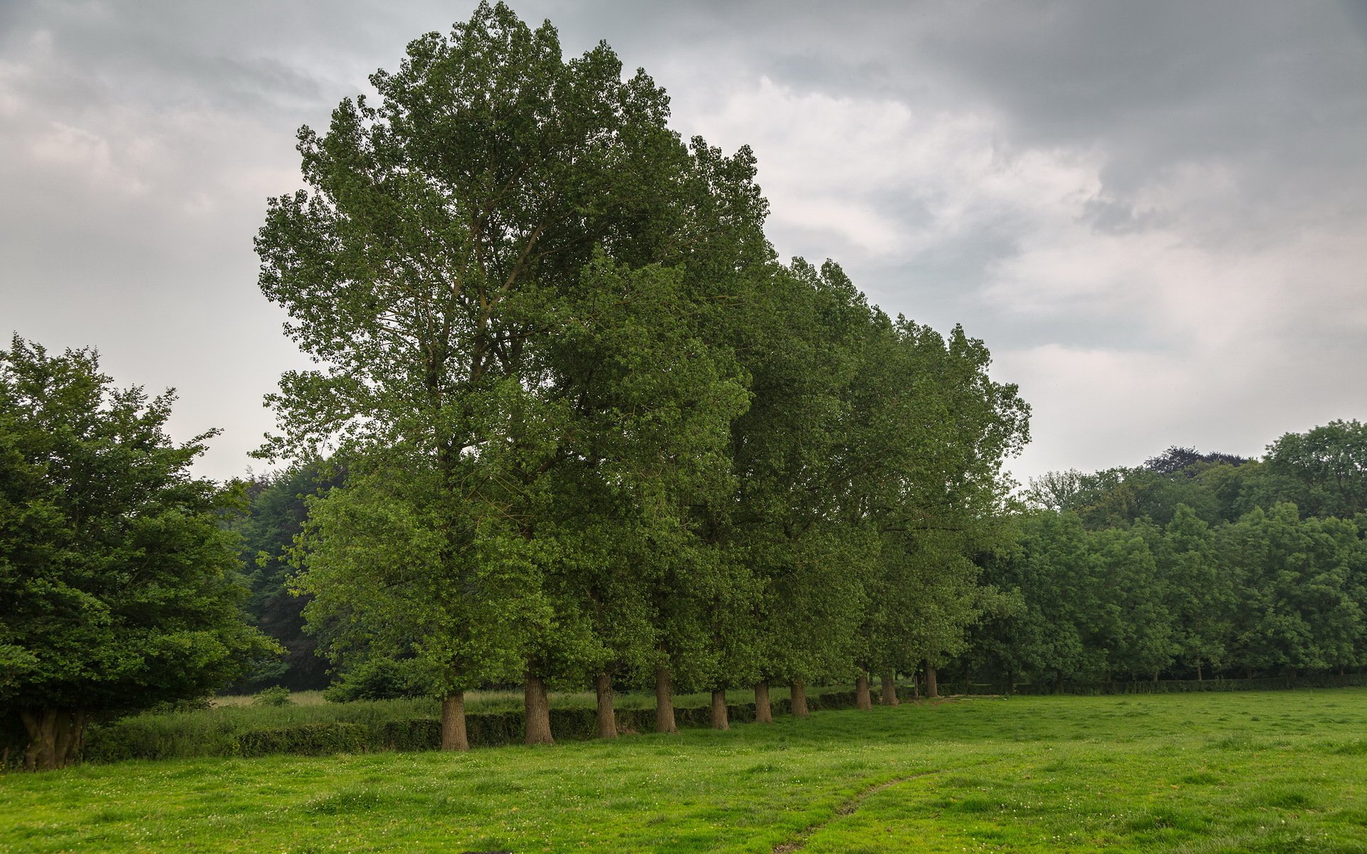 the field tree nature