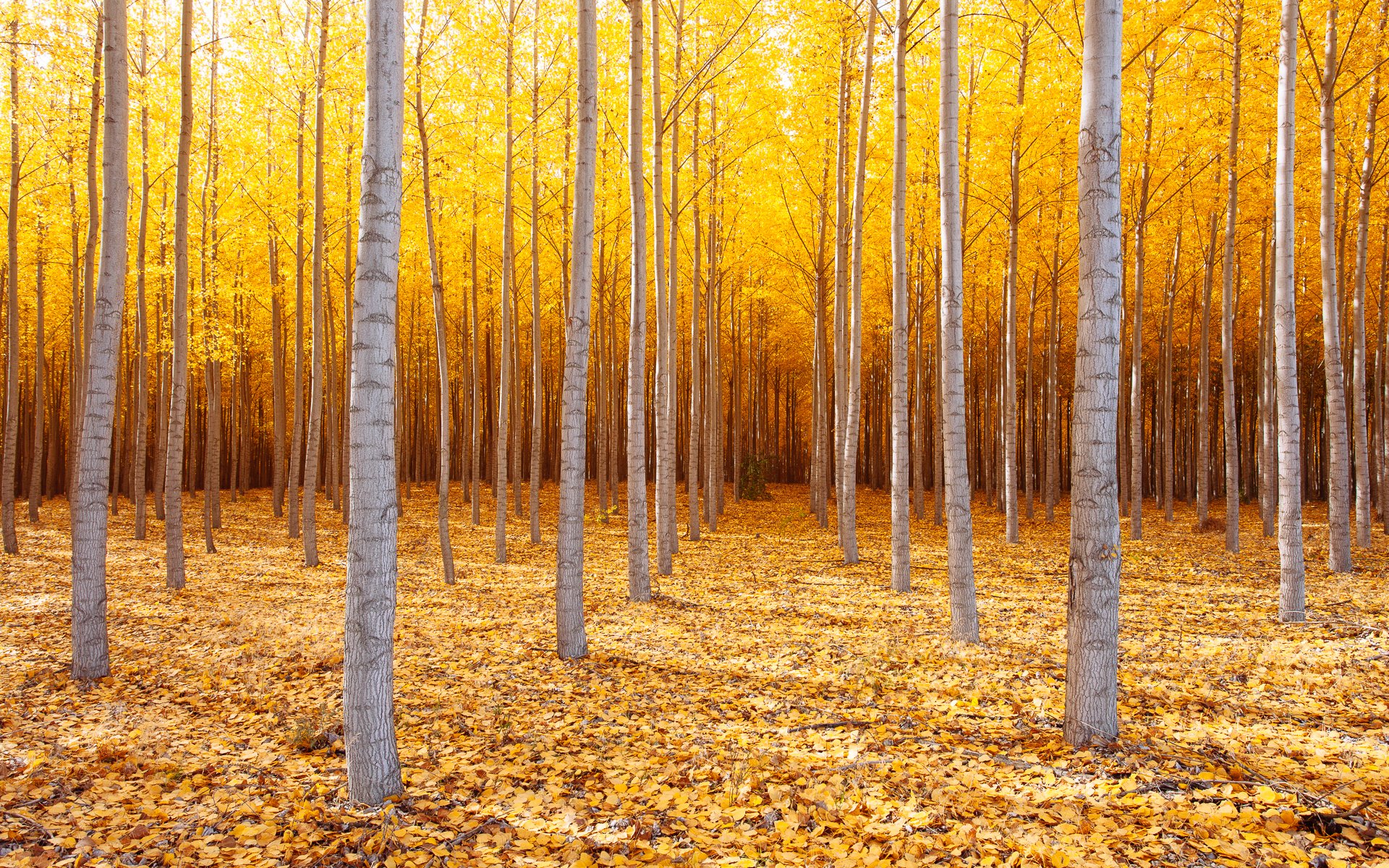 nature united states eastern oregon tree autumn october