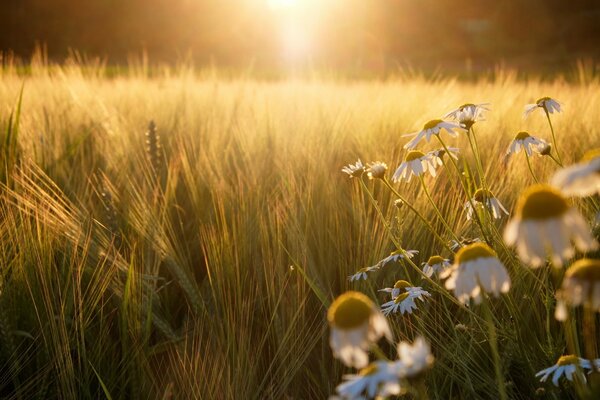 Rye field with daisies at sunset
