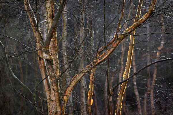 Photo of sunlit tree branches